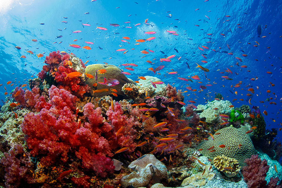 12-Fiji-Vacation-Excursions-Adventures_