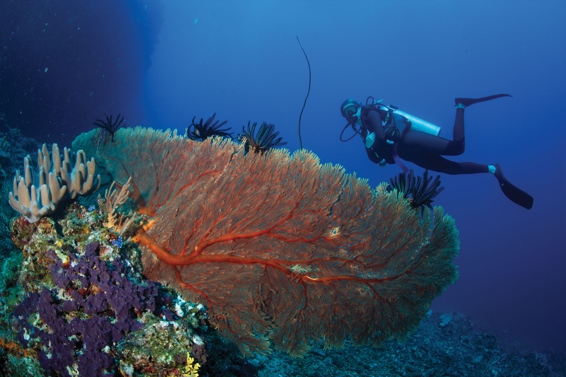 Jean-Michel Cousteau Resort Fiji Resort Unrivaled dive sites of the Koro Sea